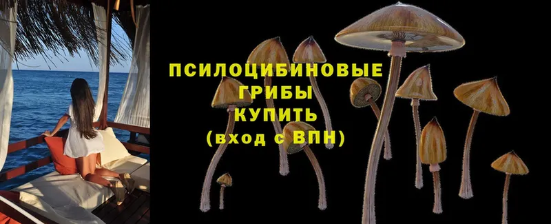 Псилоцибиновые грибы Psilocybine cubensis  Иннополис 